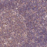 Anti-RINL antibody produced in rabbit 