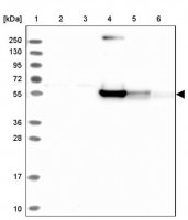 Anti-RINL antibody produced in rabbit 
