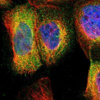 Anti-RIPK2 antibody produced in rabbit