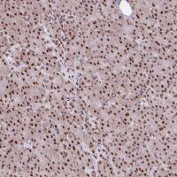 Anti-RIPK3 antibody produced in rabbit