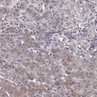 Anti-RIT2 antibody produced in rabbit 