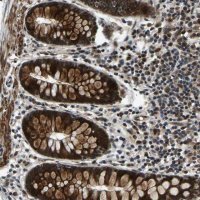 Anti-RLIM antibody produced in rabbit 