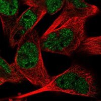 Anti-RMND5A antibody produced in rabbit 