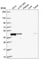 Anti-RMND5A antibody produced in rabbit 