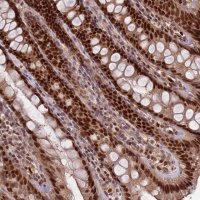 Anti-RMND5B antibody produced in rabbit