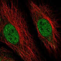Anti-RMND5B antibody produced in rabbit