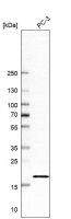 Anti-RNASEH2C antibody produced in rabbit
