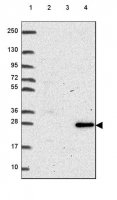Anti-RNASET2 antibody produced in rabbit 