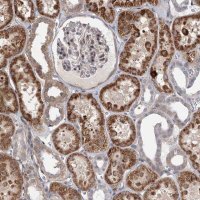 Anti-RNF111 antibody produced in rabbit