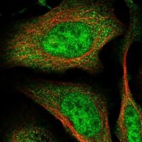 Anti-RNF126 antibody produced in rabbit 