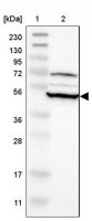 Anti-RNF130 antibody produced in rabbit 