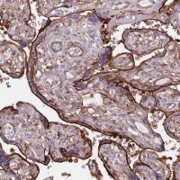 Anti-RNF144A antibody produced in rabbit