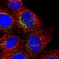 Anti-RNF144A antibody produced in rabbit