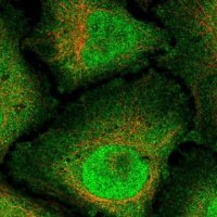 Anti-RNF165 antibody produced in rabbit 