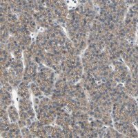Anti-RNF180 antibody produced in rabbit 