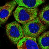 Anti-RNF19B antibody produced in rabbit