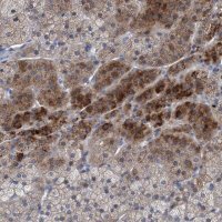 Anti-RNF208 antibody produced in rabbit 