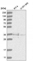 Anti-RNF220 antibody produced in rabbit