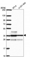 Anti-RNF34 antibody produced in rabbit 
