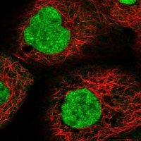 Anti-RNF44 antibody produced in rabbit 