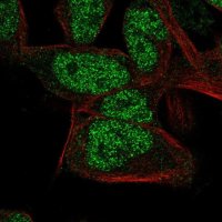 Anti-RNGTT antibody produced in rabbit 