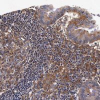Anti-RP2 antibody produced in rabbit 