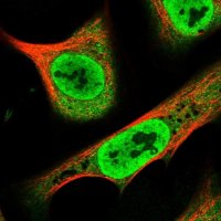 Anti-RPAP1 antibody produced in rabbit 