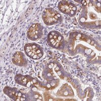 Anti-RPL10A antibody produced in rabbit HPA053803-100UL