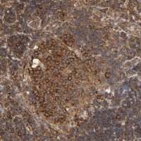 Anti-RPL14 antibody produced in rabbit