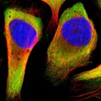 Anti-RPL14 antibody produced in rabbit