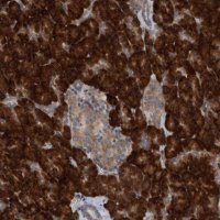 Anti-RPL26 antibody produced in rabbit HPA030449-100UL