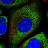 Anti-RPL26 antibody produced in rabbit HPA030449-100UL