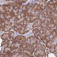 Anti-RPL27A antibody produced in rabbit