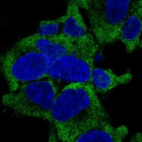 Anti-RPL27A antibody produced in rabbit