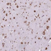 Anti-RPL29 antibody produced in rabbit 