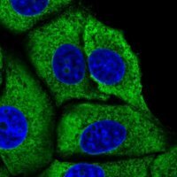 Anti-RPL29 antibody produced in rabbit 