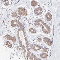 Anti-RPL30 antibody produced in rabbit HPA002651-100UL