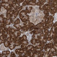 Anti-RPL34 antibody produced in rabbit 
