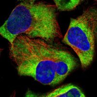 Anti-RPL34 antibody produced in rabbit 