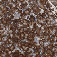 Anti-RPL35 antibody produced in rabbit 