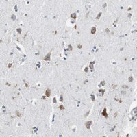 Anti-RPL35 antibody produced in rabbit 