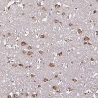 Anti-RPL38 antibody produced in rabbit 
