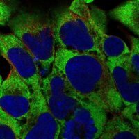 Anti-RPL38 antibody produced in rabbit 