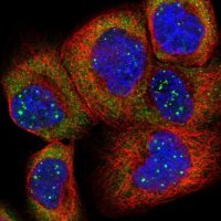 Anti-RPL4 antibody produced in rabbit 
