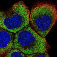 Anti-RPL5 antibody produced in rabbit HPA054444-100UL
