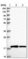 Anti-RPS10 antibody produced in rabbit 