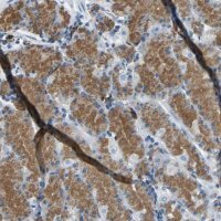 Anti-RPS13 antibody produced in rabbit 
