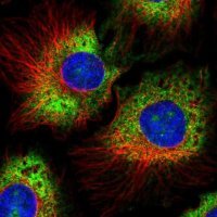 Anti-RPS17 antibody produced in rabbit HPA055060-100UL