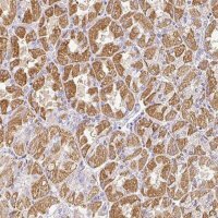 Anti-RPS2 antibody produced in rabbit