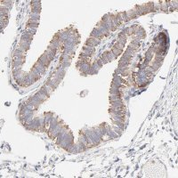 Anti-RPS21 antibody produced in rabbit 
